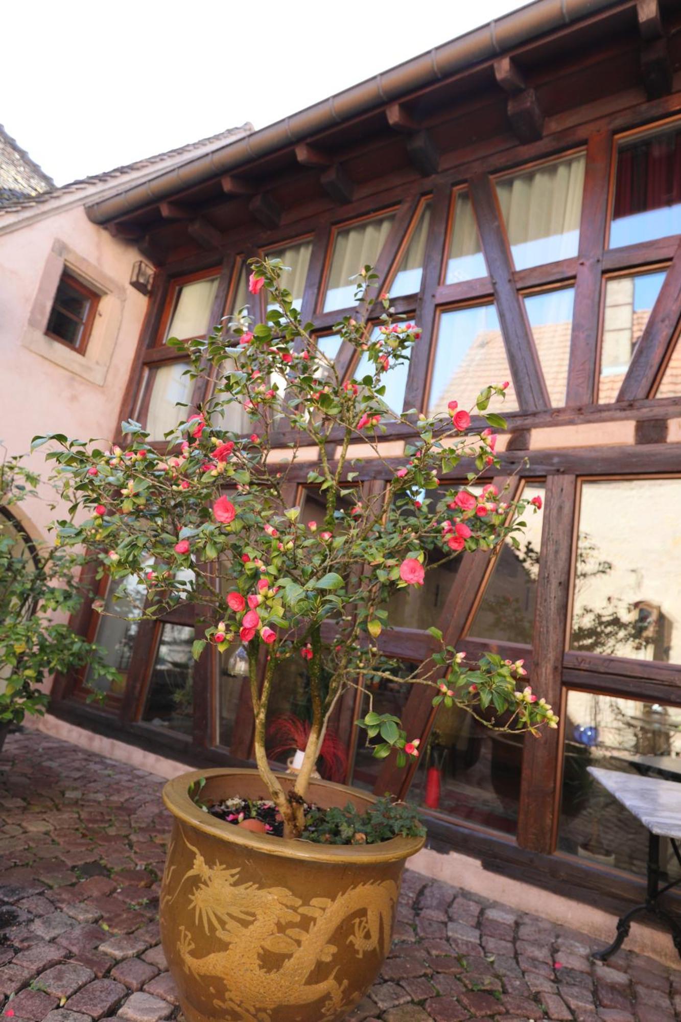 Bed and Breakfast LA TOUR des fées Mittelbergheim Exterior foto